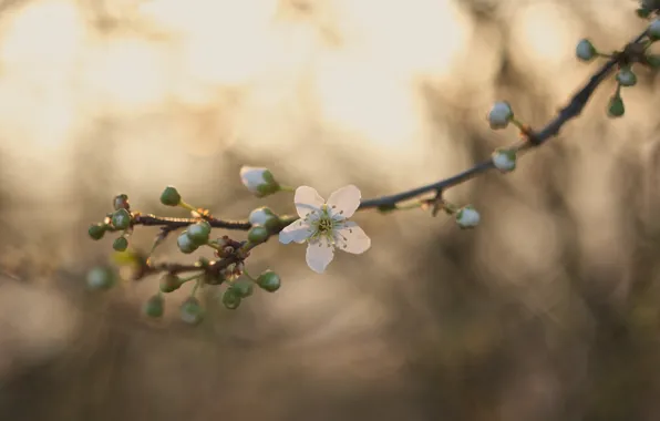 Picture flowers, branches, stem, buds