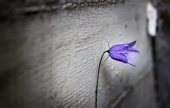 Picture purple, flowers, loneliness, background, Wallpaper, blur, wallpaper, flower