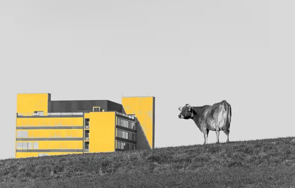 Picture the city, house, cow