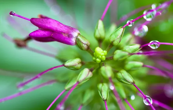 Picture flower, water, drops, Rosa, exotic