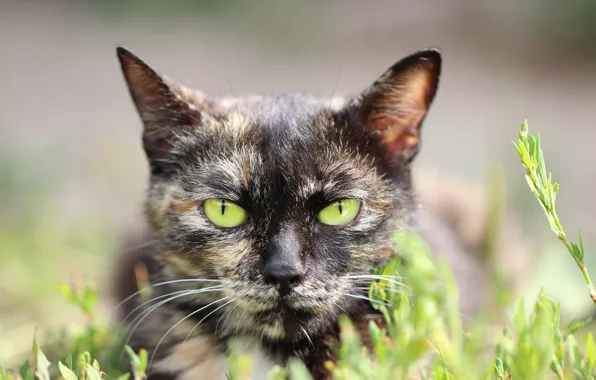 Cat, look, background