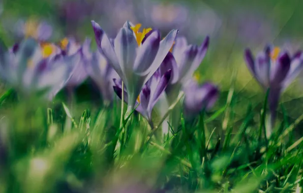Picture greens, summer, grass, the sun, flowers, crocuses, bokeh
