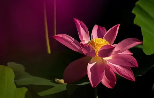 Picture leaves, macro, light, flowers, the dark background, petals, Lotus, pink