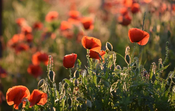 Picture greens, field, summer, light, flowers, red, glade, Mac