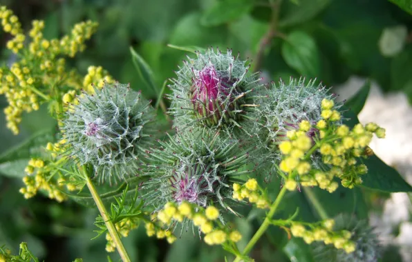 Macro, flowers, buds, agrimony, Mamala ©, lapuh