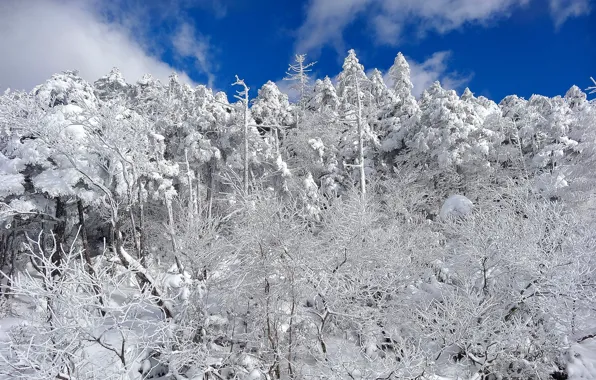 Winter, forest, the sky, clouds, snow, trees, slope