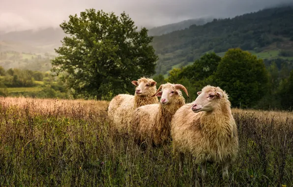 Field, sheep, trio, sheep