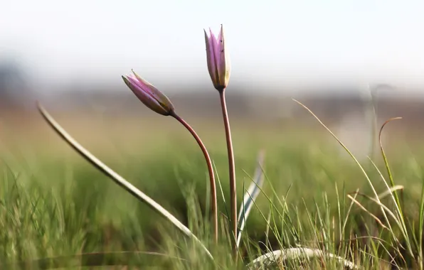Nature, background, spring, snowdrops