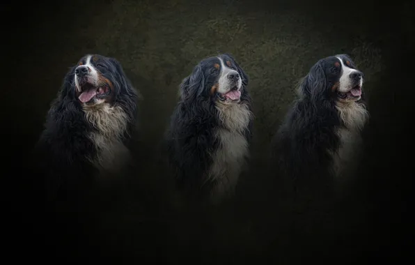 Dogs, portrait, dog, treatment, texture, trio, light background, peer