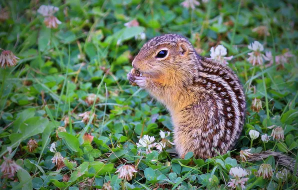 Greens, look, flowers, glade, legs, clover, face, gopher