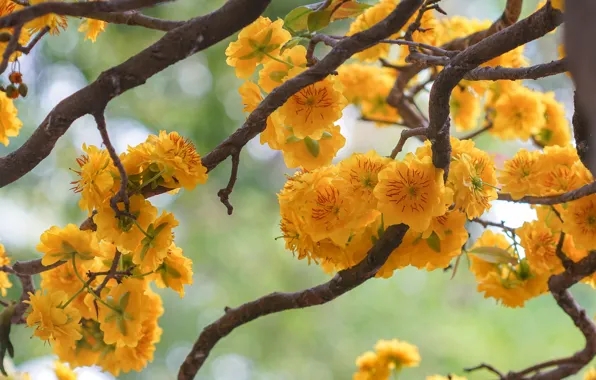 Picture flowers, orange, branches, yellow, spring