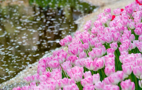 Picture water, tulips, buds