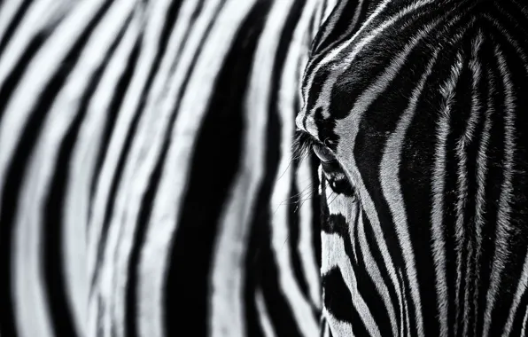 Strips, texture, Zebra, black and white photo