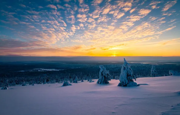 Winter, snow, trees, morning, panorama