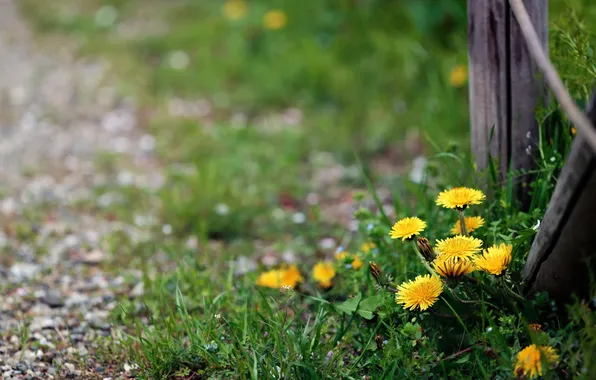 Summer, flowers, nature