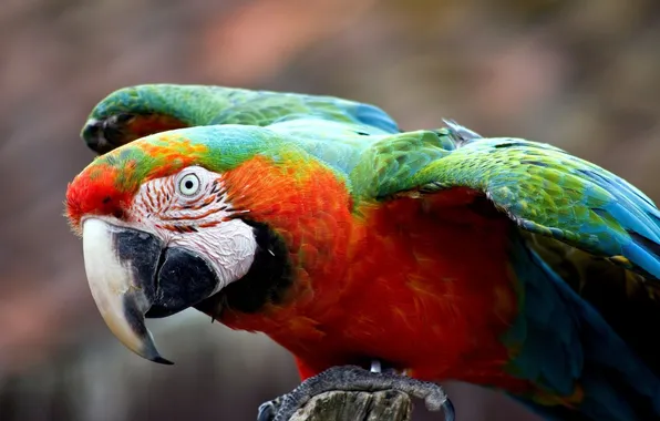 Picture wings, feathers, beak, parrot