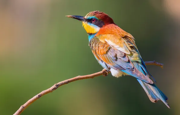 Picture background, bird, branch, Golden bee-eater, cheloeka