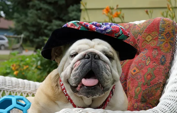 Look, background, dog