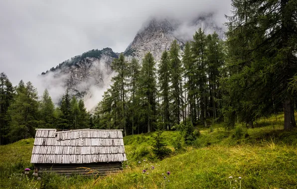 Roof, greens, forest, trees, mountains, fog, smoke, ate