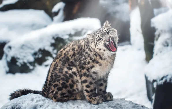 Winter, language, snow, nature, pose, stones, mouth, IRBIS