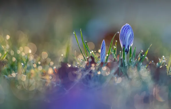 Picture drops, light, flowers, Rosa, lights, glade, spring, crocuses