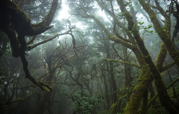 Picture forest, leaves, trees, branches, nature, fog, moss, morning