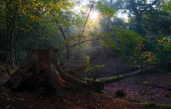 Autumn, forest, light, branches, nature, stump