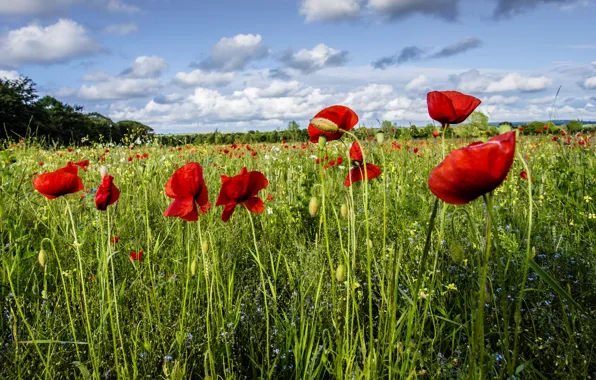 Picture greens, summer, the sky, clouds, flowers, red, blue, glade