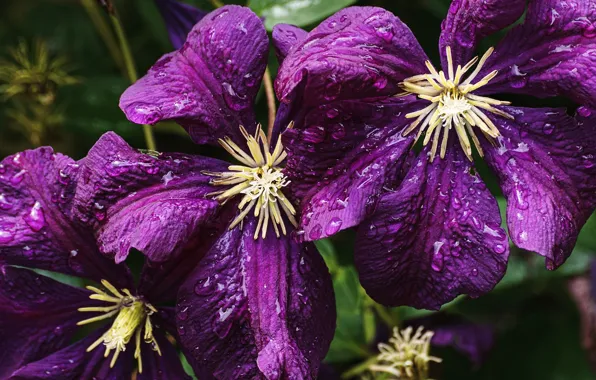 Drops, macro, flowers, close-up, petals, purple, after the rain, water drops