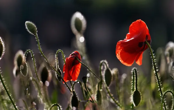 Drops, light, flowers, red, glare, the dark background, Mac, Maki