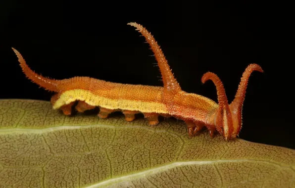 Macro, caterpillar, black background