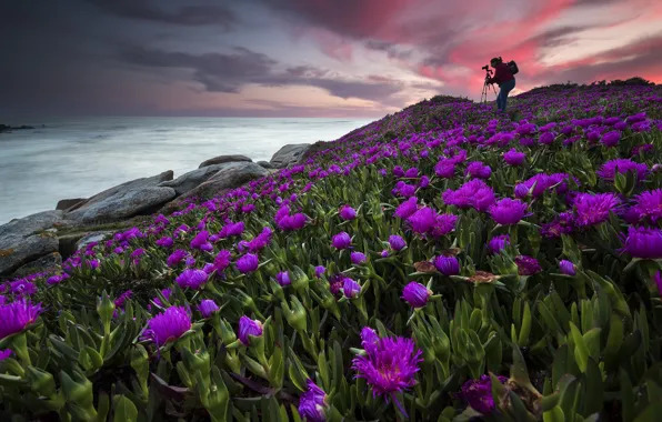 Wallpaper sea, flowers, shore