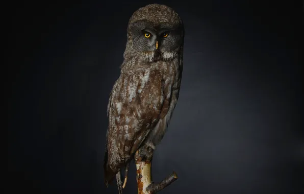 Eyes, owl, branch, eyes, branch, owl