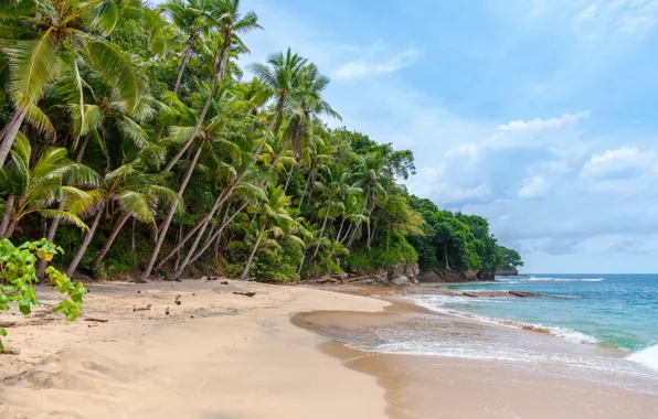 Picture sand, beach, the sky, clouds, trees, nature, palm trees, the ocean