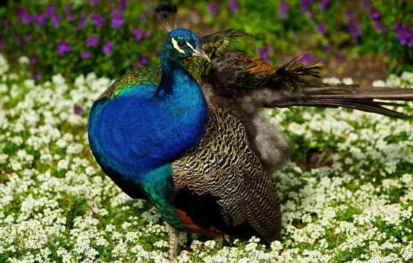 Summer, flowers, nature, bird, feathers, garden, peacock, tail