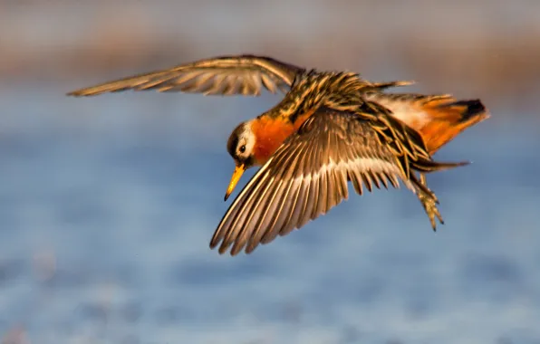 Picture water, flight, bird, wings, beak, grey Plavnik