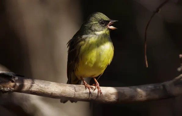 Picture nature, spring, bird, song