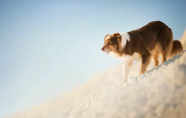 Slope, red, dog