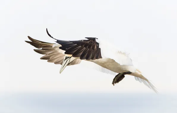 Picture bird, wings, beak, the Northern Gannet