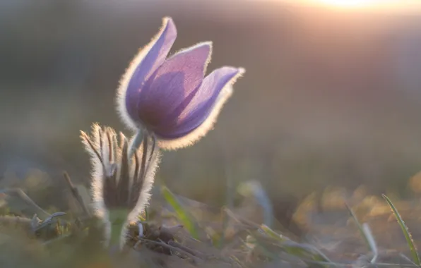 Flower, macro, light, nature, lilac, pink, blur, spring