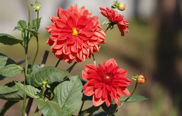 Leaves, flowers, garden, red, bokeh, dahlias