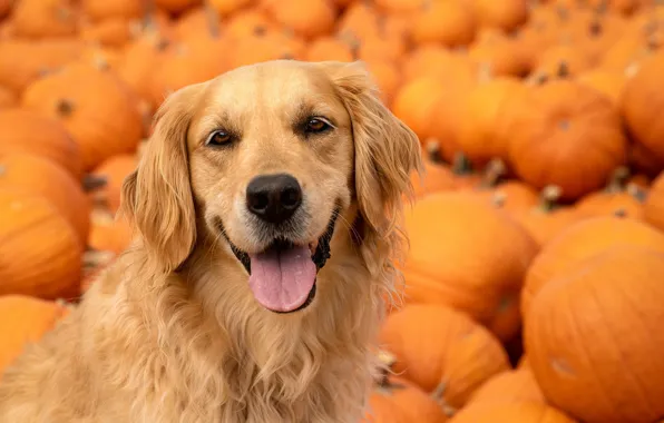 Language, look, face, dog, pumpkin, Golden Retriever, Golden Retriever