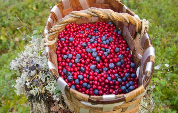 Basket, moss, blueberries, stump, cranberries