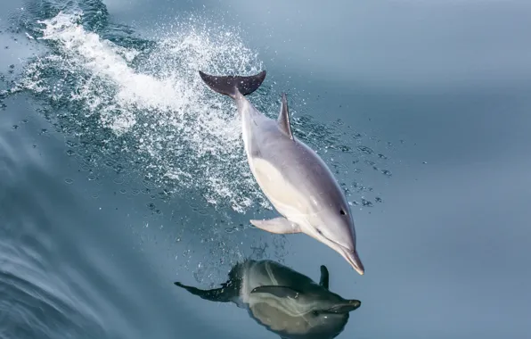 Sea, water, squirt, Dolphin, reflection, jump