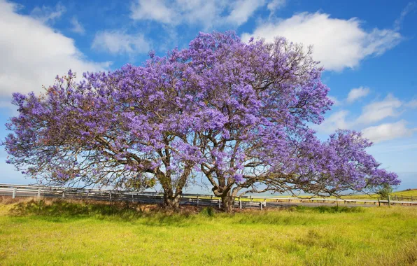 The sky, grass, clouds, tree, Hawaii, blooms, Jacaranda, the island of Maui