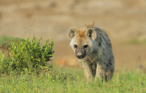 Grass, look, face, puppy, hyena, walk, cub, gnats