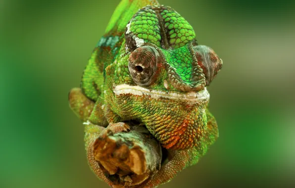 Eyes, nature, chameleon