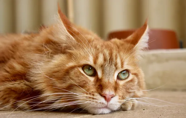 Picture cat, look, Maine Coon, cat red