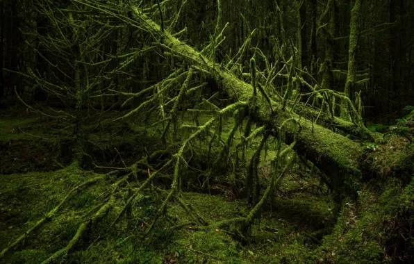 Picture forest, trees, moss