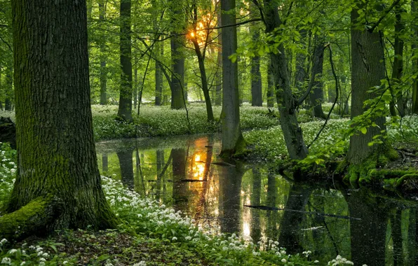 Picture greens, forest, the sun, trees, branches, pond, reflection, thickets